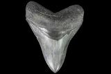 Serrated, Fossil Megalodon Tooth - South Carolina #90388-2